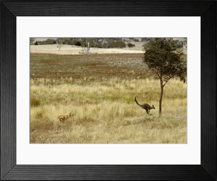 Framed Print : Dingo - Hunting Eastern Grey Kangaroo (Macropus giganteus) - Sequence 1 of 4 - East coast - New South Wales - Australia JPF17341 Framed Print : Dingo - Hunting Eastern Grey Kangaroo (Macropus giganteus) - Sequence 1 of 4 - East coast - New South Wales - Australia JPF17341
