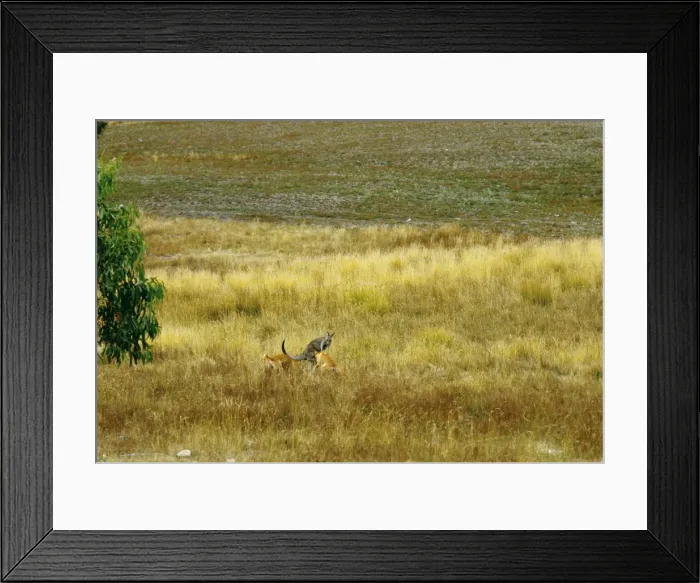 Framed Print : Dingo - Hunting Eastern Grey Kangaroo (Macropus giganteus) - Sequence 2 of 4 - East coast - New South Wales - Australia JPF17343 Framed Print : Dingo - Hunting Eastern Grey Kangaroo (Macropus giganteus) - Sequence 2 of 4 - East coast - New South Wales - Australia JPF17343
