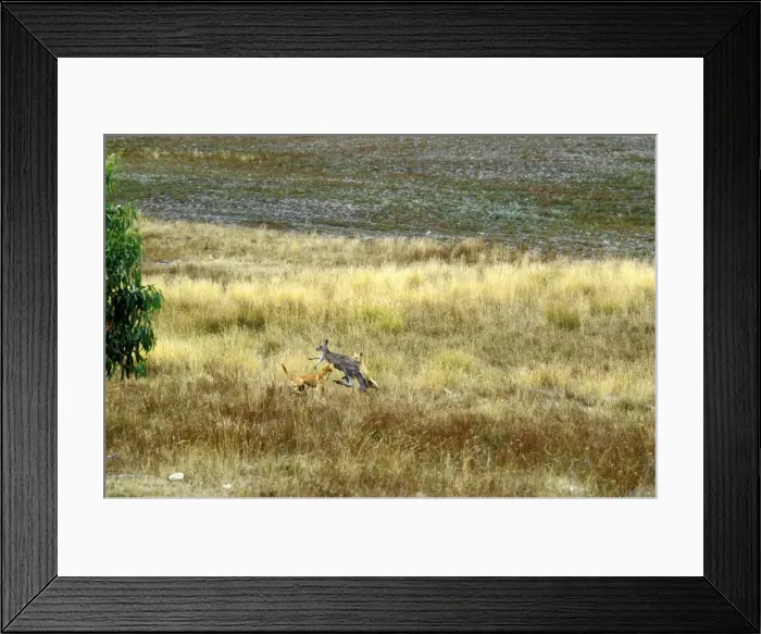 Framed Print : Dingo - Hunting Eastern Grey Kangaroo (Macropus giganteus) - Sequence 4 of 4 - East coast - New South Wales - Australia JPF17346 Framed Print : Dingo - Hunting Eastern Grey Kangaroo (Macropus giganteus) - Sequence 4 of 4 - East coast - New South Wales - Australia JPF17346