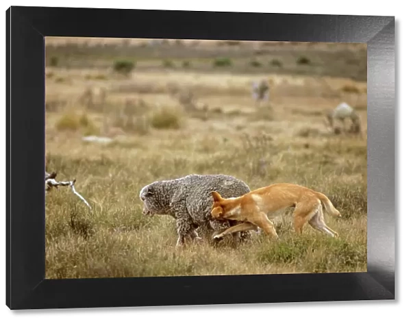 Dingo - Attacking a sheep - Australia JPF17339