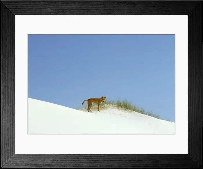 Framed Print : Dingo - On the beach - Nadgee Nature Reserve - far south coast New South Wales - Australia JPF17381 Framed Print : Dingo - On the beach - Nadgee Nature Reserve - far south coast New South Wales - Australia JPF17381