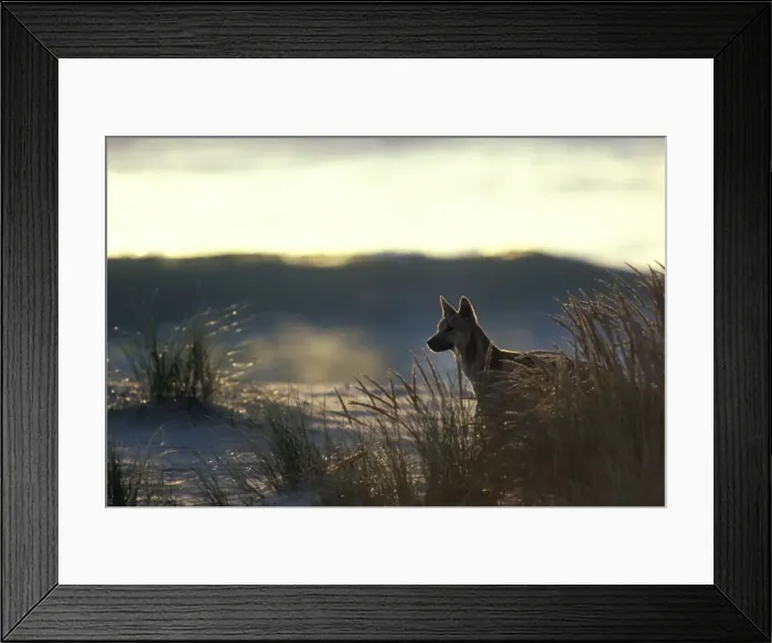 Framed Print : Dingo - On beach at dusk - Nadgee Nature Reserve - New South Wales - Australia JPF17401 Framed Print : Dingo - On beach at dusk - Nadgee Nature Reserve - New South Wales - Australia JPF17401