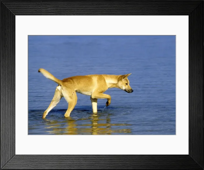 Framed Print : Dingo - Hunting in water - Southern New South Wales - Australia JPF17417 Framed Print : Dingo - Hunting in water - Southern New South Wales - Australia JPF17417