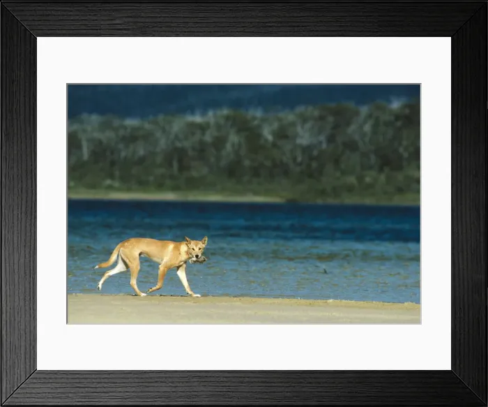 Framed Print : Dingo - With freshly caught bird - Southern New South Wales - Australia JPF17399 Framed Print : Dingo - With freshly caught bird - Southern New South Wales - Australia JPF17399