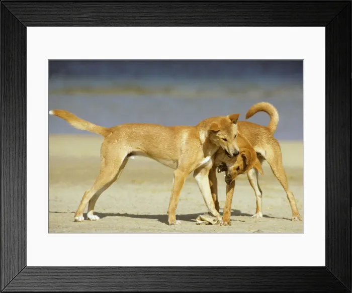 Framed Print : Dingo - Playing on the beach - East coast - New South Wales - Australia JPF17396 Framed Print : Dingo - Playing on the beach - East coast - New South Wales - Australia JPF17396