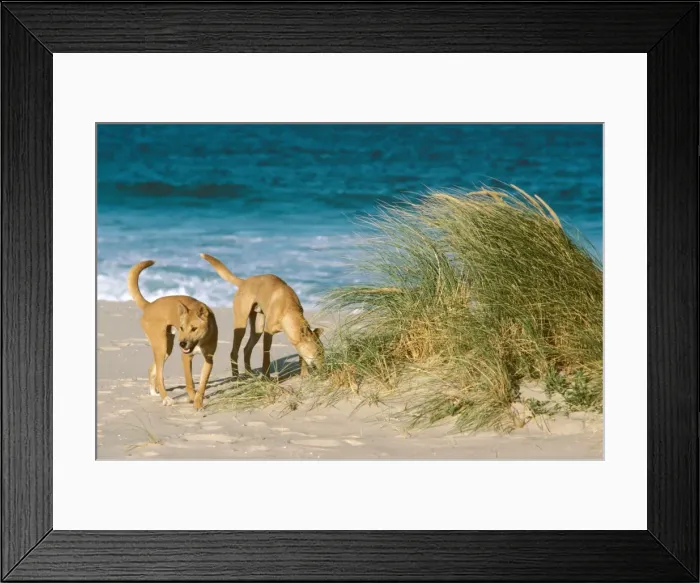 Framed Print : Dingo - On the beach - Nadgee Nature Reserve - far south coast New South Wales - Australia JPF17388 Framed Print : Dingo - On the beach - Nadgee Nature Reserve - far south coast New South Wales - Australia JPF17388