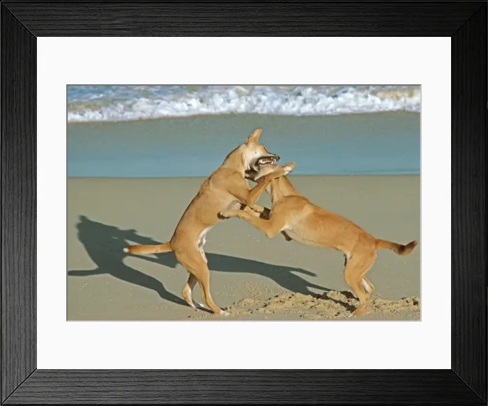 Framed Print : Dingo - Two males fighting on the beach - Nadgee Nature Reserve - far south coast New South Wales - Australia JPF17378 Framed Print : Dingo - Two males fighting on the beach - Nadgee Nature Reserve - far south coast New South Wales - Australia JPF17378