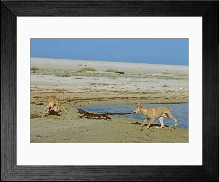 Framed Print : Dingo - Pair confronting Lace Monitor (Varanus varius) - Nadgee Nature Reserve - far south coast New South Wales - Australia JPF17370 Framed Print : Dingo - Pair confronting Lace Monitor (Varanus varius) - Nadgee Nature Reserve - far south coast New South Wales - Australia JPF17370