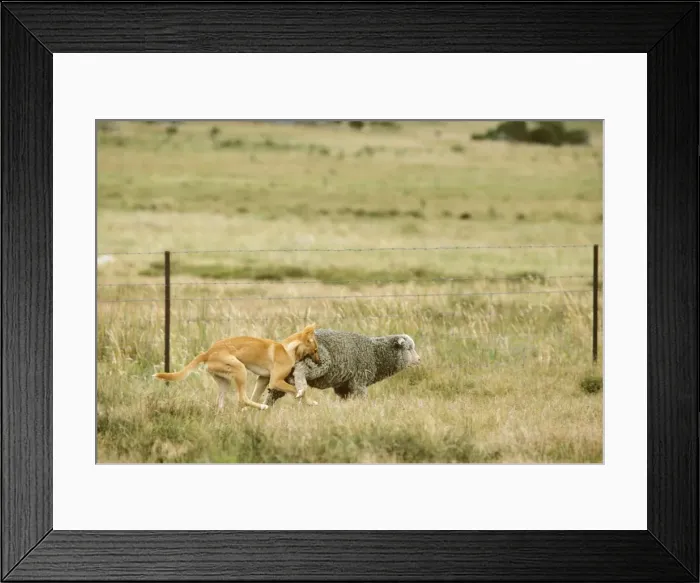 Framed Print : Dingo - Catching sheep - East coast - New South Wales - Australia JPF17336 Framed Print : Dingo - Catching sheep - East coast - New South Wales - Australia JPF17336