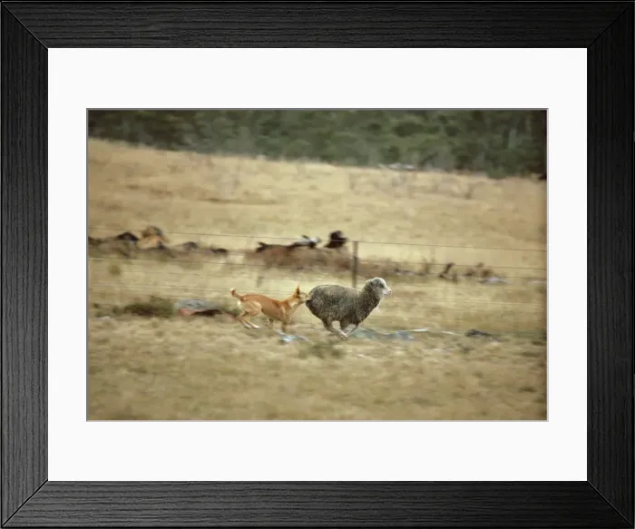 Framed Print : Dingo - Catching sheep - East coast - New South Wales - Australia JPF17327 Framed Print : Dingo - Catching sheep - East coast - New South Wales - Australia JPF17327