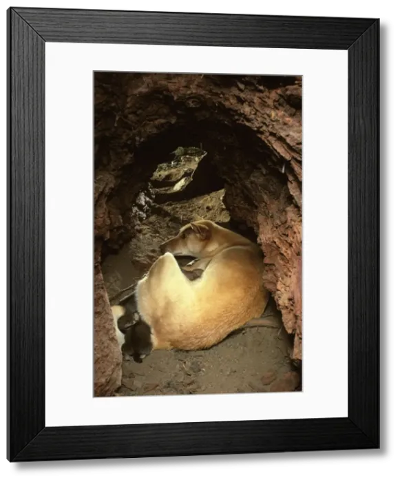 Framed Print : Dingo - Female & pups in den - Southern New South Wales - Australia - Australia JPF17584