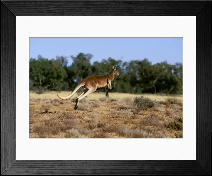 Framed Print : Red kangaroo - running, Western New South Wales, Australia JPF52756 Framed Print : Red kangaroo - running, Western New South Wales, Australia JPF52756