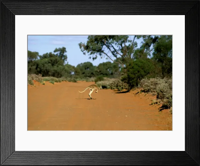 Framed Print : Red kangaroo - running across dry river bed Western New South Wales, Australia JPF55065 Framed Print : Red kangaroo - running across dry river bed Western New South Wales, Australia JPF55065
