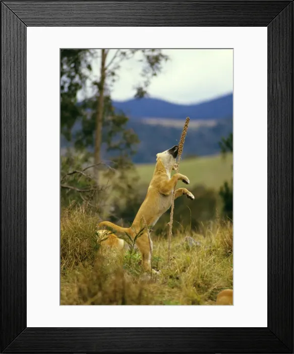 Framed Print : Dingo - pup playing with a plant, Eastern Australia JPF17497 Framed Print : Dingo - pup playing with a plant, Eastern Australia JPF17497