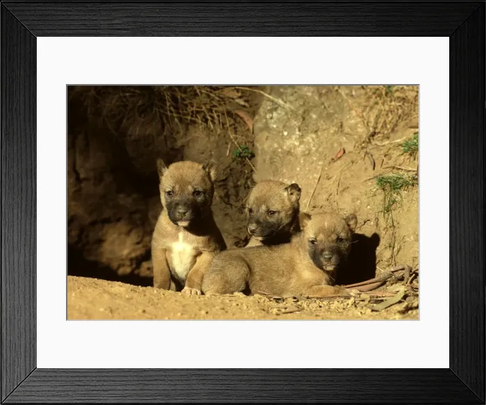 Framed Print : Dingo - Three-week-old pups outside the den, Southern New South Wales, Australia JPF17505