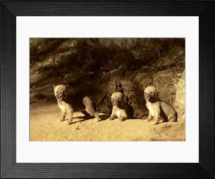 Framed Print : Dingo - three-week pups at den entrance, Southern New South Wales, Australia JPF17511 Framed Print : Dingo - three-week pups at den entrance, Southern New South Wales, Australia JPF17511
