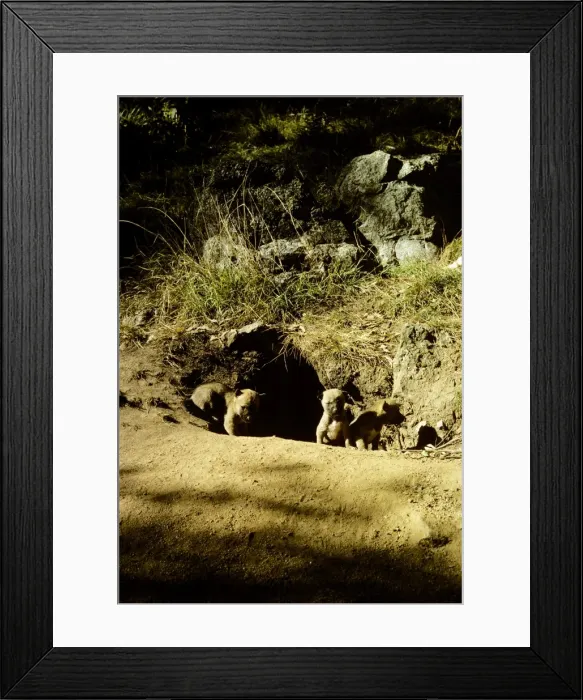 Framed Print : Dingo - pups at den - Southern New South Wales, Australia JPF17512 Framed Print : Dingo - pups at den - Southern New South Wales, Australia JPF17512
