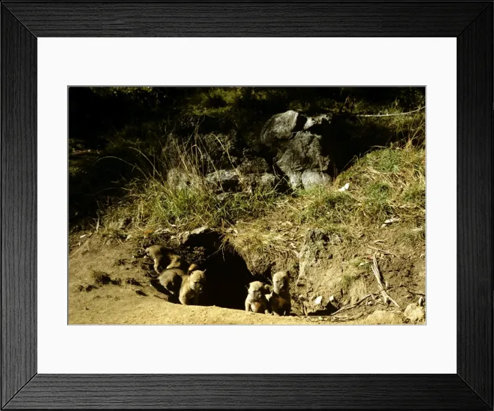 Framed Print : Dingo - Pups next to den, East coast, New South Wales, Australia JPF17513 Framed Print : Dingo - Pups next to den, East coast, New South Wales, Australia JPF17513