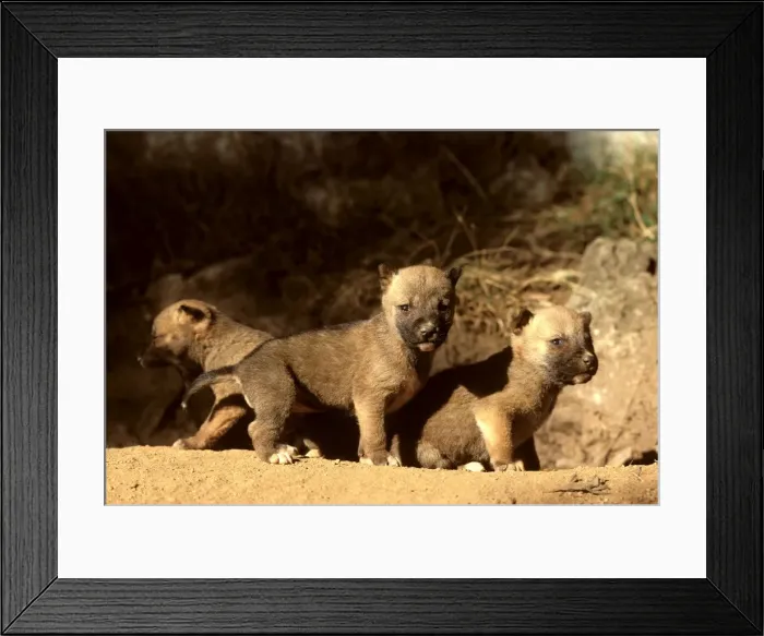 Framed Print : Dingo - three-week-old pups outside the den, Southern New South Wales, Australia JPF17514 Framed Print : Dingo - three-week-old pups outside the den, Southern New South Wales, Australia JPF17514