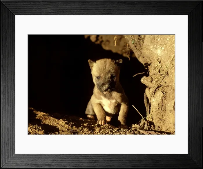 Framed Print : Dingo - Pup in den - Southern New South Wales - Australia JPF17517 Framed Print : Dingo - Pup in den - Southern New South Wales - Australia JPF17517