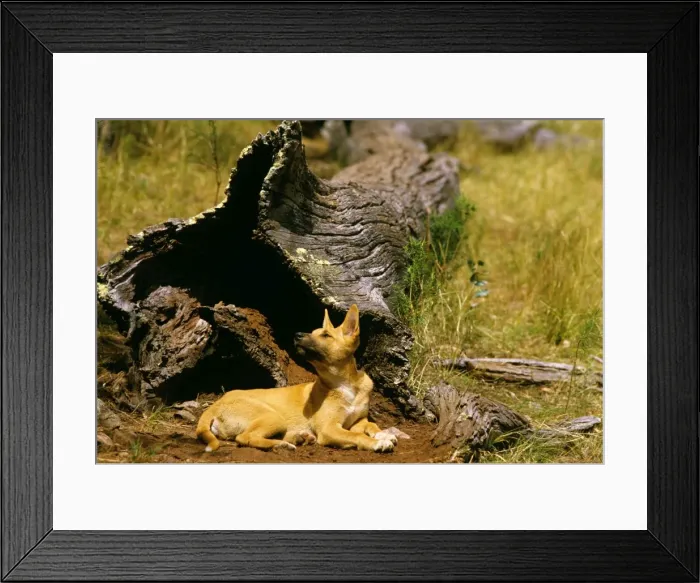 Framed Print : Dingo - 3 month old pup watching a bird, East coast, New South Wales, Australia JPF17643 Framed Print : Dingo - 3 month old pup watching a bird, East coast, New South Wales, Australia JPF17643