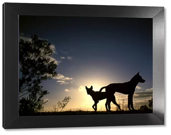 Dingo - silhouette, Southern New South Wales, Australia JPF17619