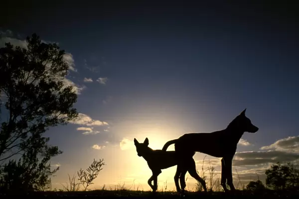 Dingo - silhouette, Southern New South Wales, Australia JPF17619