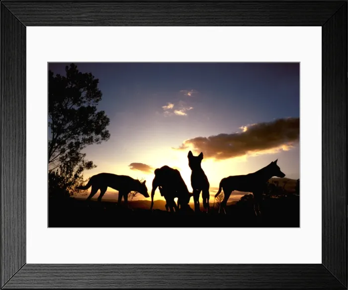 Framed Print : Dingo - Group at dawn, Southern New South Wales, Australia JPF17616 Framed Print : Dingo - Group at dawn, Southern New South Wales, Australia JPF17616