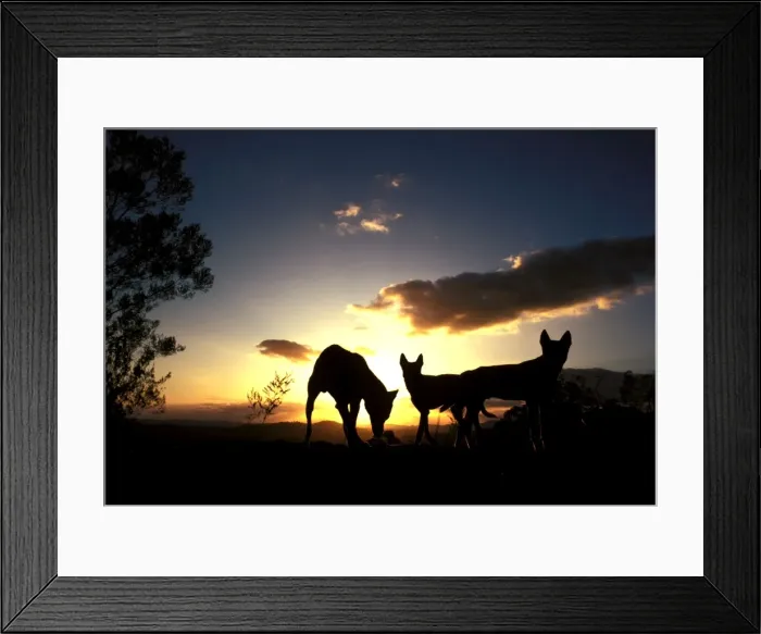 Framed Print : Dingo - silhouette, Southern New South Wales, Australia JPF17615 Framed Print : Dingo - silhouette, Southern New South Wales, Australia JPF17615