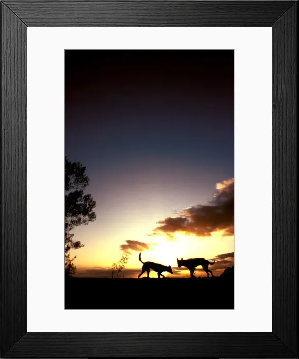 Framed Print : Dingo - pre-dawn, Southern New South Wales, Australia JPF17614 Framed Print : Dingo - pre-dawn, Southern New South Wales, Australia JPF17614