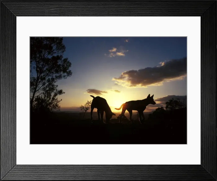 Framed Print : Dingo - silhouette of pair against setting sun, Southern New South Wales, Australia JPF17607 Framed Print : Dingo - silhouette of pair against setting sun, Southern New South Wales, Australia JPF17607