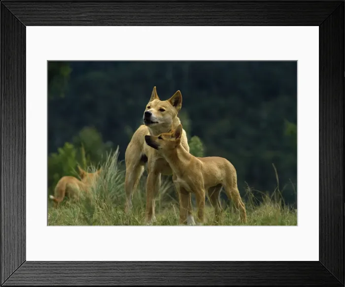 Framed Print : Dingo - male with pup, Southern New South Wales, Australia JPF19009 Framed Print : Dingo - male with pup, Southern New South Wales, Australia JPF19009