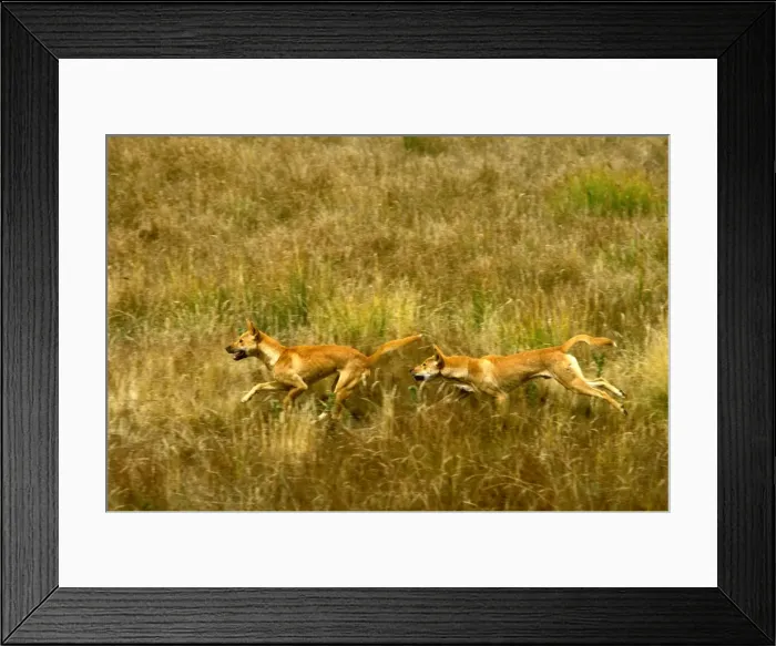 Framed Print : Dingo - pair running in open grassland, Southern New South Wales, Australia JPF19005 Framed Print : Dingo - pair running in open grassland, Southern New South Wales, Australia JPF19005