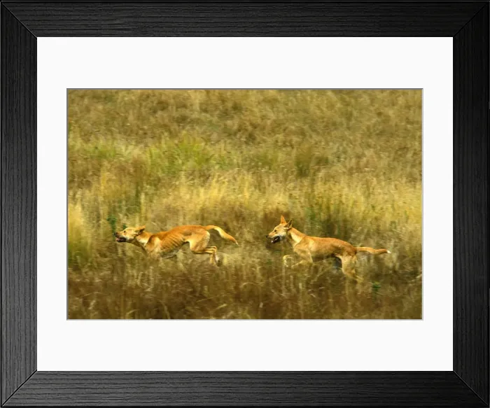 Framed Print : Dingo - running, Southern New South Wales, Australia JPF19003 Framed Print : Dingo - running, Southern New South Wales, Australia JPF19003