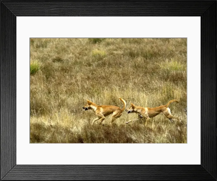 Framed Print : Dingo - pair running in open grassland, Southern New South Wales, Australia JPF19002 Framed Print : Dingo - pair running in open grassland, Southern New South Wales, Australia JPF19002