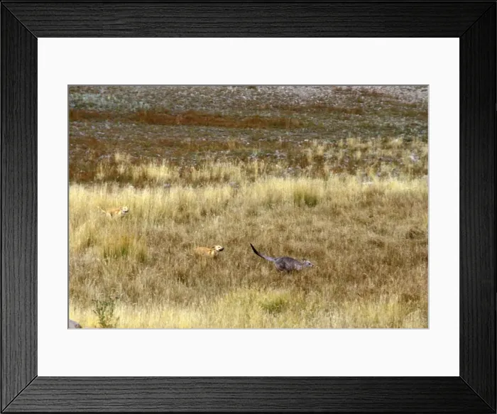 Framed Print : Dingo - chasing kangaroo, Southern New South Wales, Australia JPF19001 Framed Print : Dingo - chasing kangaroo, Southern New South Wales, Australia JPF19001