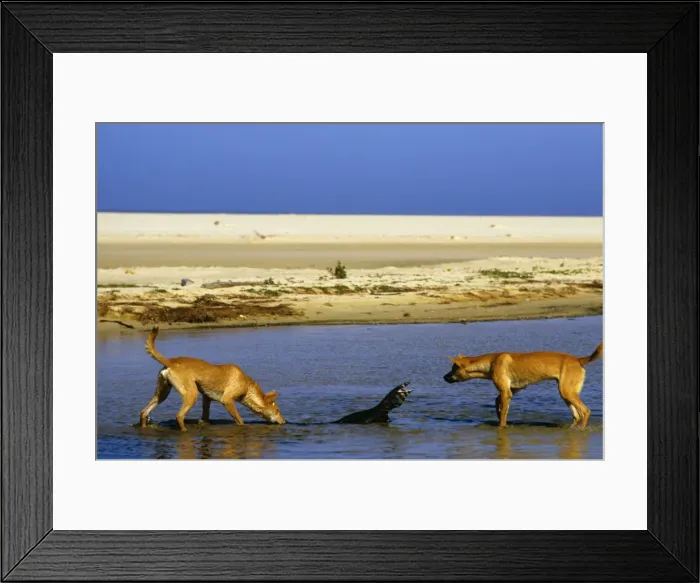 Framed Print : Dingo - chasing Lace monitor (Varanus varius), Nadgee Nature Reserve, far south coast New South Wales, Australia JPF18991 Framed Print : Dingo - chasing Lace monitor (Varanus varius), Nadgee Nature Reserve, far south coast New South Wales, Australia JPF18991