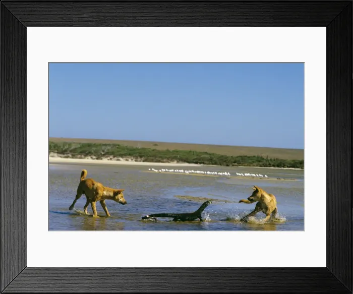 Framed Print : Dingo - chasing Lace monitor, Nadgee Nature Reserve, far south coast New South Wales, Australia JPF18988 Framed Print : Dingo - chasing Lace monitor, Nadgee Nature Reserve, far south coast New South Wales, Australia JPF18988