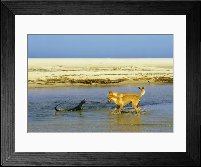 Framed Print : Dingo - chasing Lace monitor, Nadgee Nature Reserve, far south coast New South Wales, Australia JPF18986 Framed Print : Dingo - chasing Lace monitor, Nadgee Nature Reserve, far south coast New South Wales, Australia JPF18986