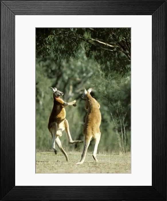 Framed Print : Red kangaroo - fighting, Australia JPF18306 Framed Print : Red kangaroo - fighting, Australia JPF18306