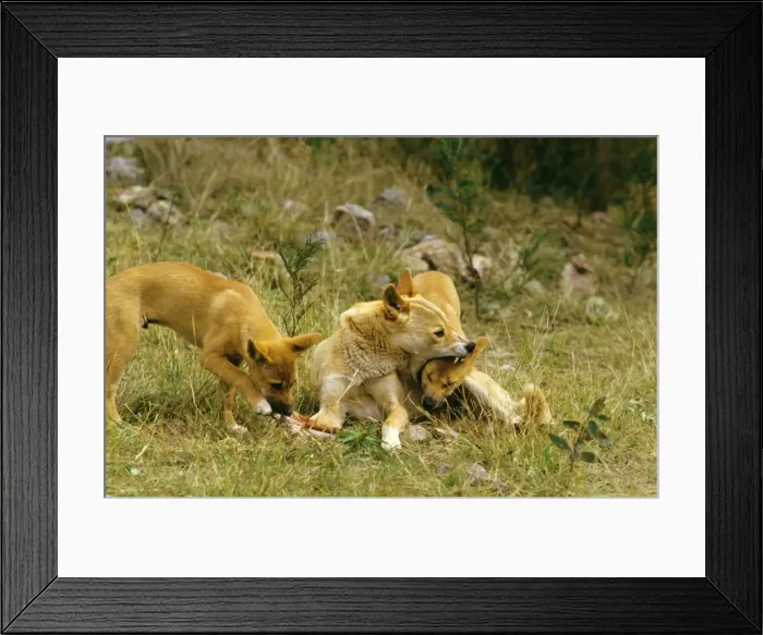 Framed Print : Dingo - Male teaching 3 month old pup laws of hierarchy, East coast, New South Wales, Australia JPF17907 Framed Print : Dingo - Male teaching 3 month old pup laws of hierarchy, East coast, New South Wales, Australia JPF17907