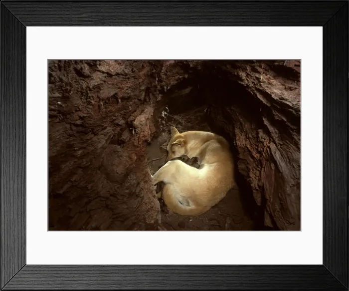 Framed Print : Dingo - female & pups in den, Southern New South Wales, Australia, Australia JPF17577 Framed Print : Dingo - female & pups in den, Southern New South Wales, Australia, Australia JPF17577