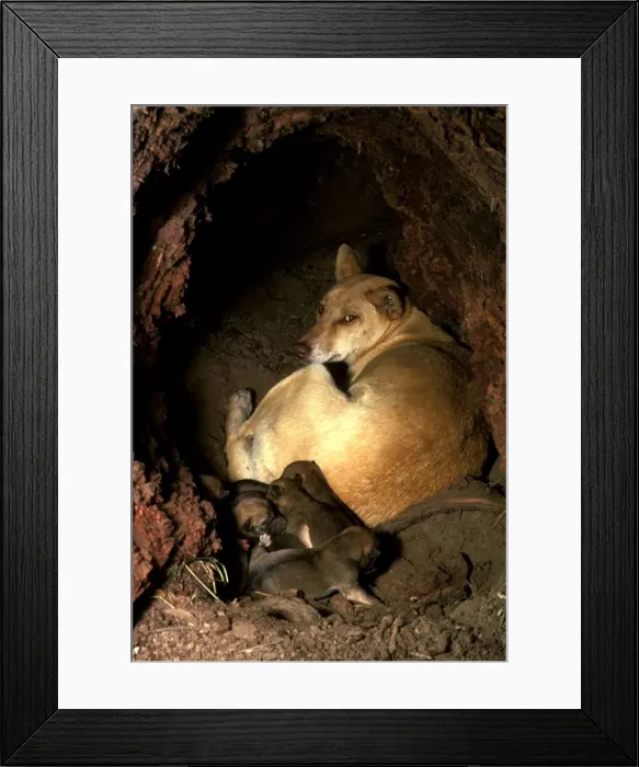 Framed Print : Dingo (Canis lupus dingo) female & pups in den, Southern New South Wales, Australia JPF17573 Framed Print : Dingo (Canis lupus dingo) female & pups in den, Southern New South Wales, Australia JPF17573