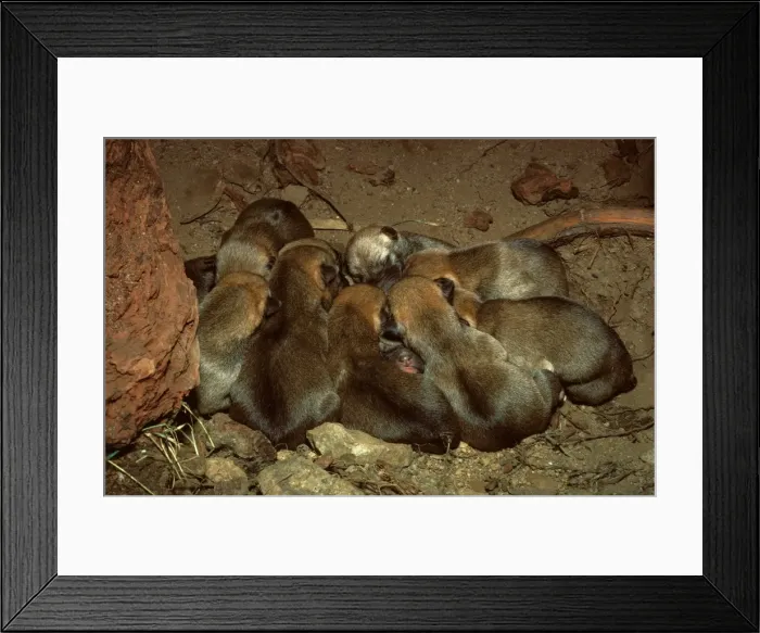 Framed Print : Dingo - three day old pups in den, New South Wales, Australia JPF17562 Framed Print : Dingo - three day old pups in den, New South Wales, Australia JPF17562