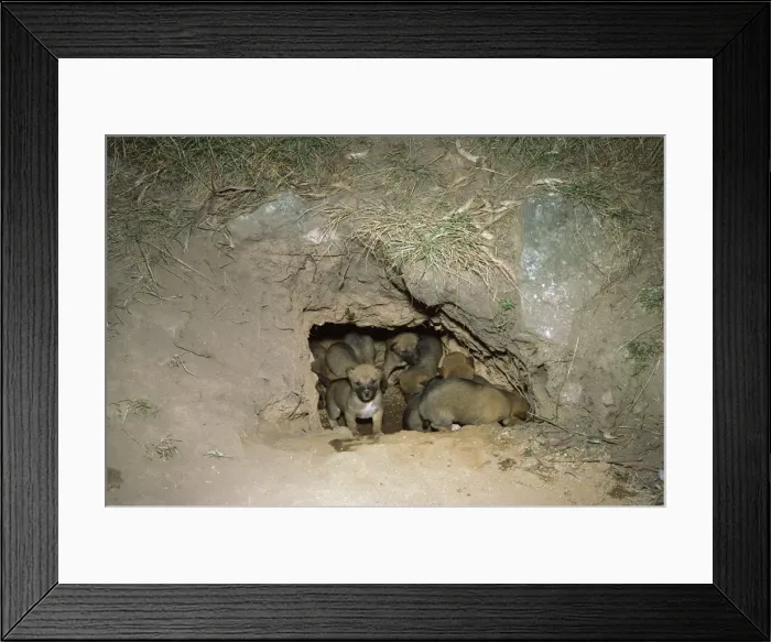 Framed Print : Dingo - pups at mouth of den, Southern New South Wales, Australia JPF17561 Framed Print : Dingo - pups at mouth of den, Southern New South Wales, Australia JPF17561