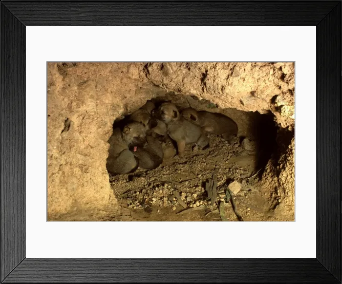 Framed Print : Dingo - three-weeks-old pups in den, Southern New South Wales, Australia JPF17534 Framed Print : Dingo - three-weeks-old pups in den, Southern New South Wales, Australia JPF17534
