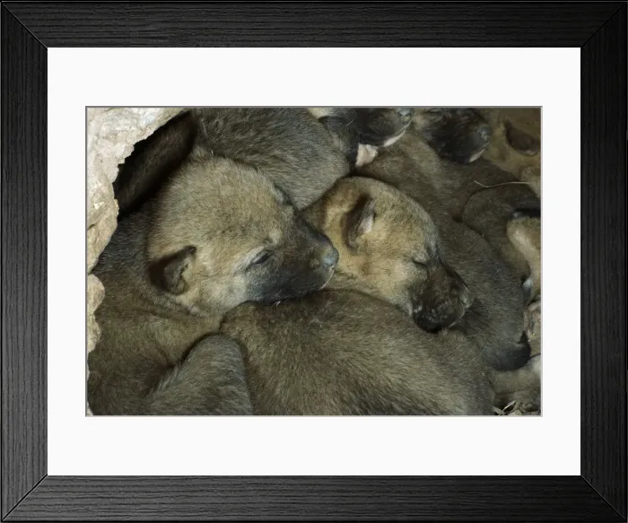 Framed Print : Dingo - pups in den, Australia JPF17528 Framed Print : Dingo - pups in den, Australia JPF17528