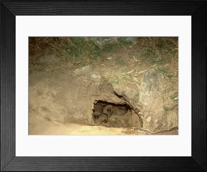 Framed Print : Dingo - pups in den, viewed from entrance, Southern New South Wales, Australia JPF17532 Framed Print : Dingo - pups in den, viewed from entrance, Southern New South Wales, Australia JPF17532