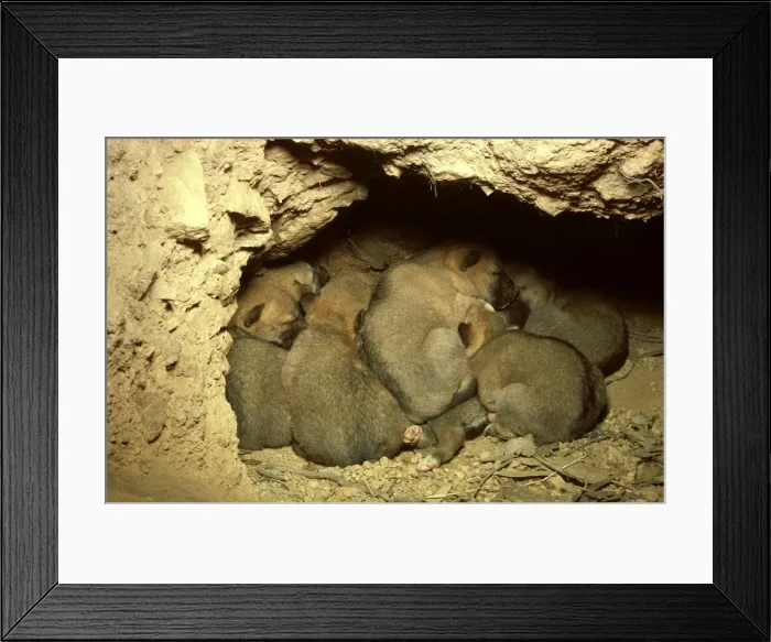 Framed Print : Dingo - pups in den, Southern New South Wales, Australia JPF17527 Framed Print : Dingo - pups in den, Southern New South Wales, Australia JPF17527