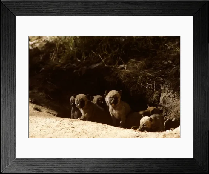 Framed Print : Dingo - pups, East coast, New South Wales, Australia JPF17518 Framed Print : Dingo - pups, East coast, New South Wales, Australia JPF17518